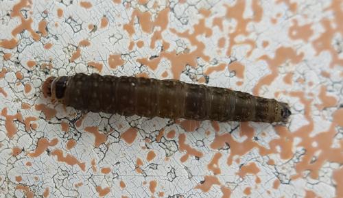 Réf. 227 318 : Cnephasia incertana